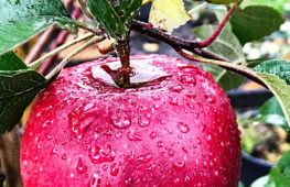 014 - nach dem regen